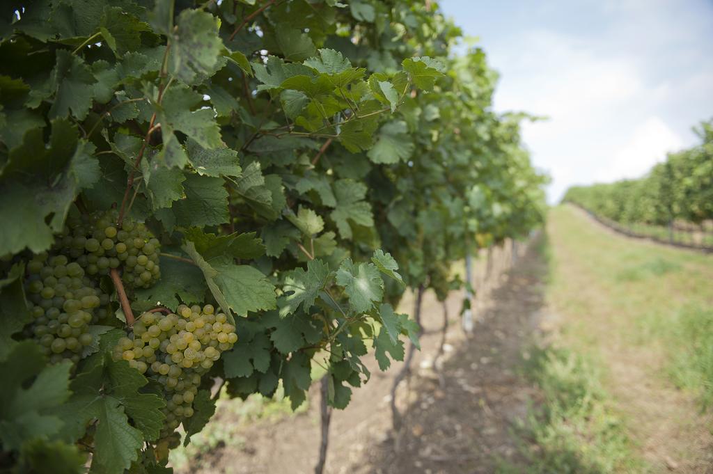ホテル Weingut Martinshof Sankt Ulrich  エクステリア 写真